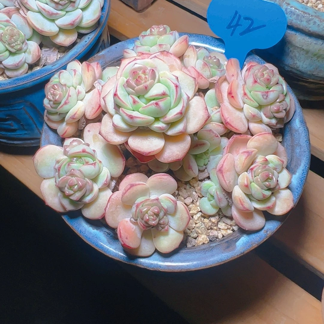 赠****深香草42号一物一拍