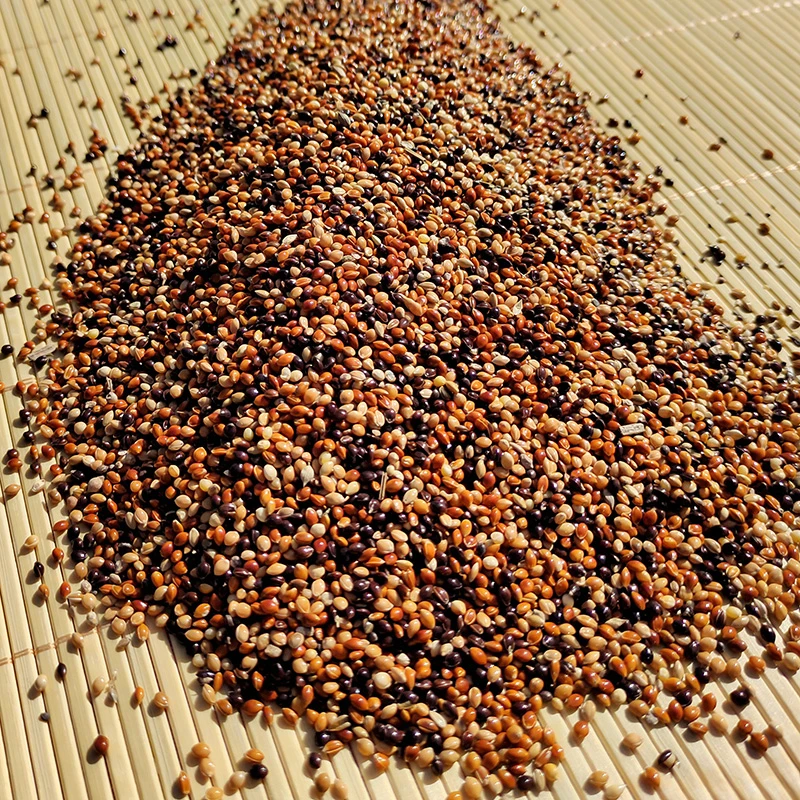 新优质五色黍子鹦鹉饲料鸟食带壳小米虎皮牡丹玄凤鸟粮食混合谷子