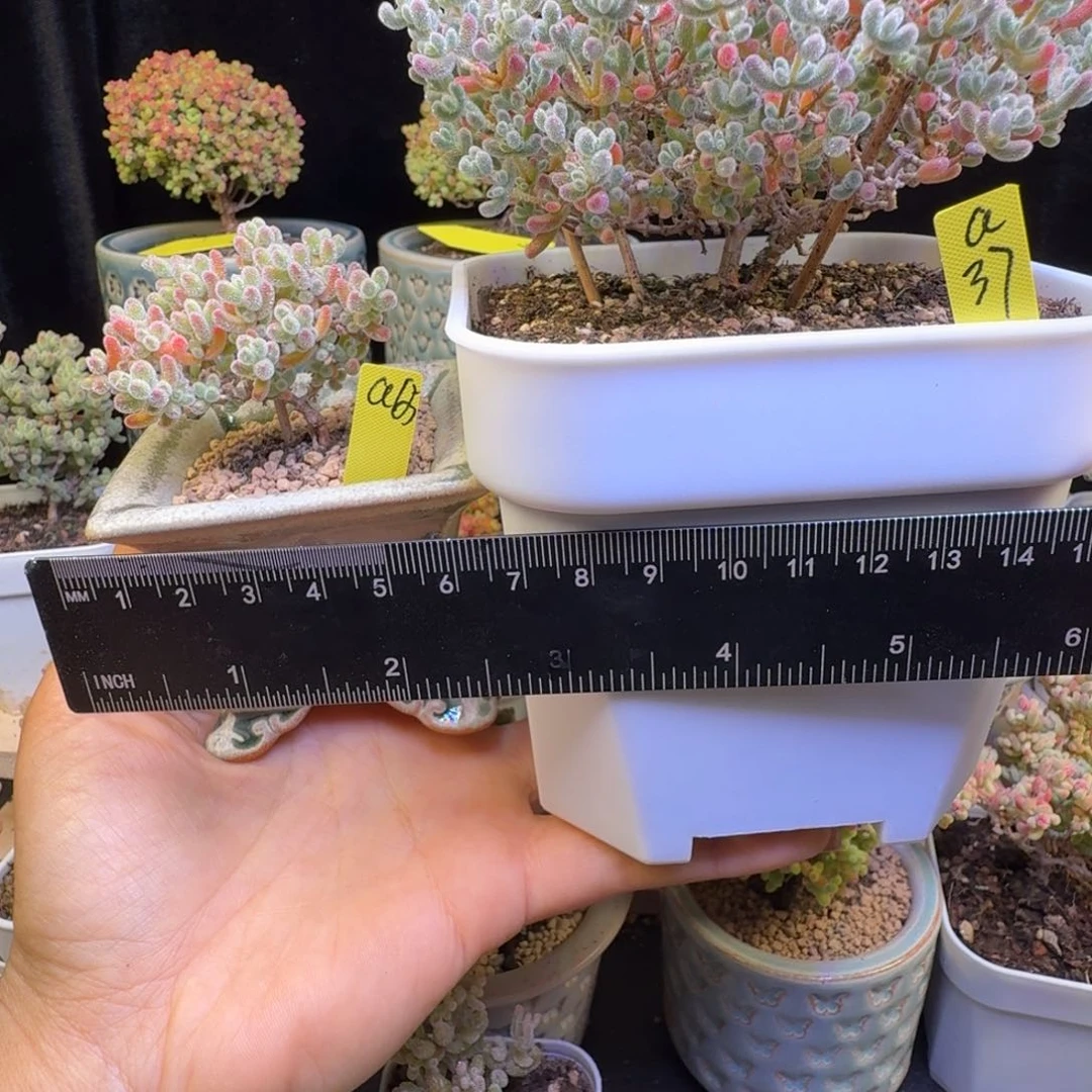 小**?a37号冰晶两棵清台福利