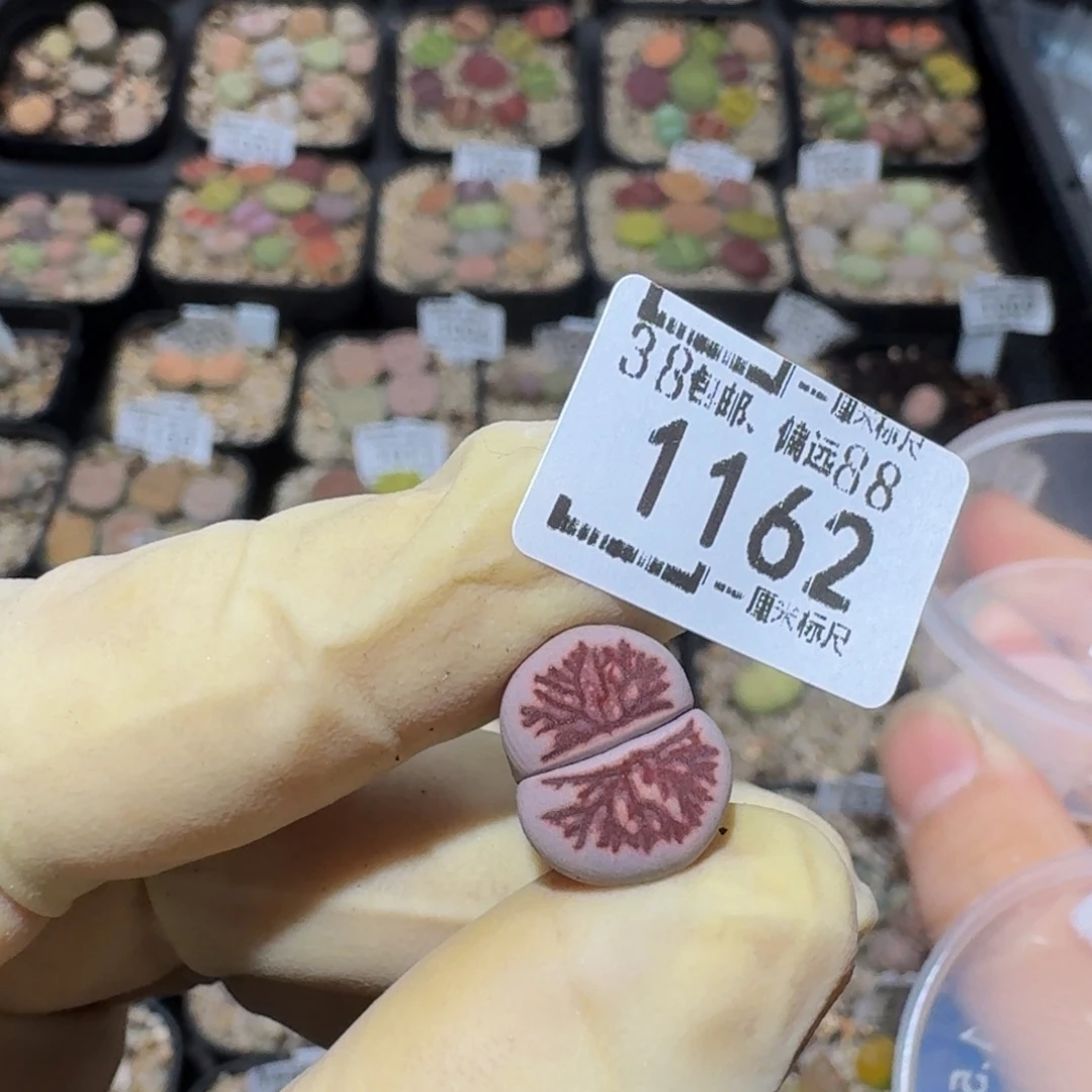 小***1zzz生石花肉锥1162高特