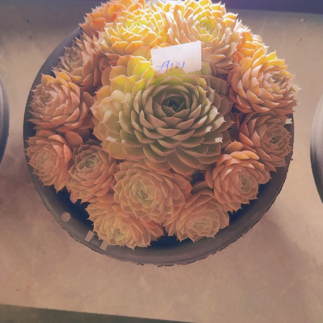 月***圆29121昂斯诺多肉植物