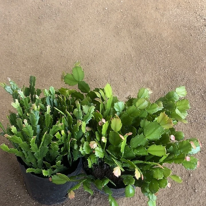 驿***当前无花栽培后可以开花