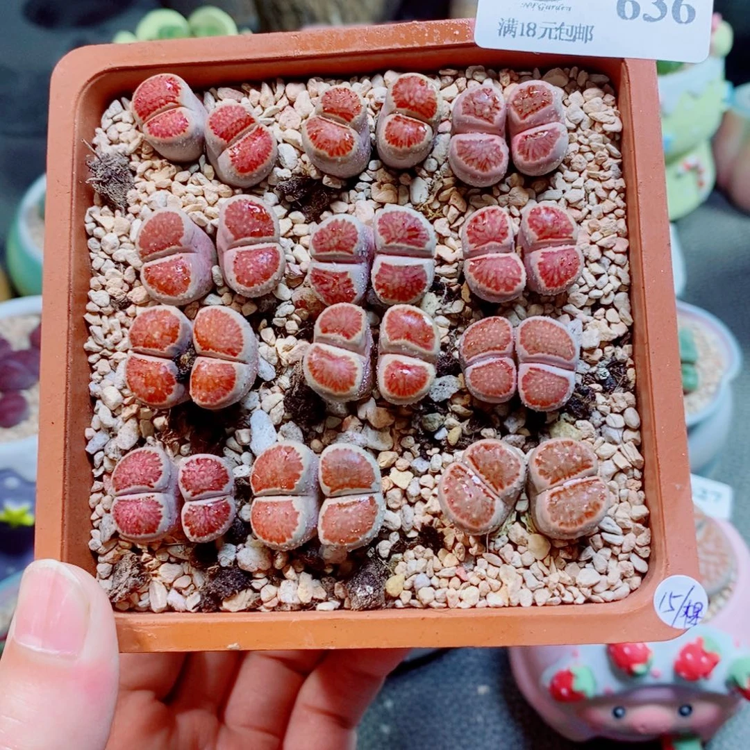 生石花花花花花花花636