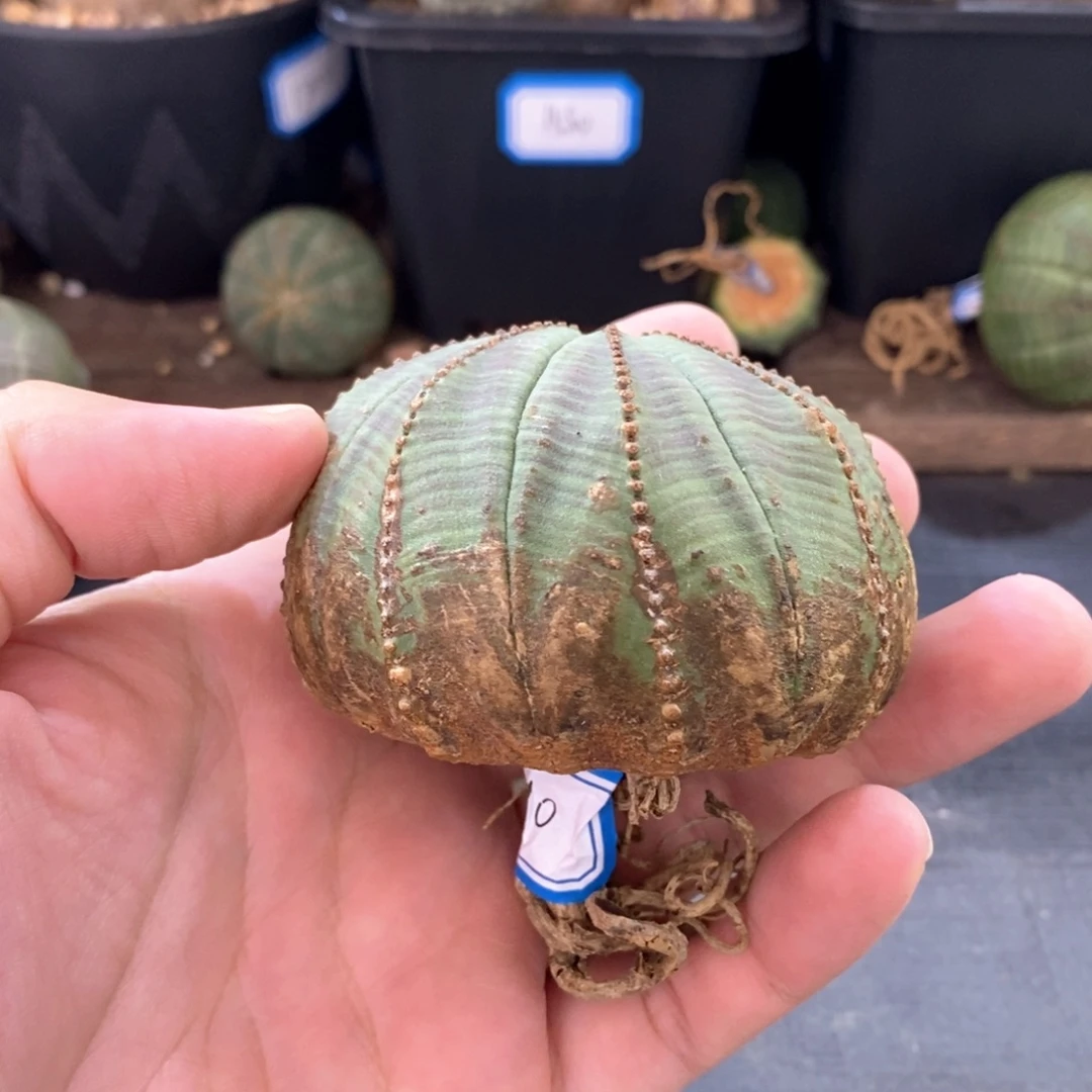 26 欧系实生布纹球多肉植物