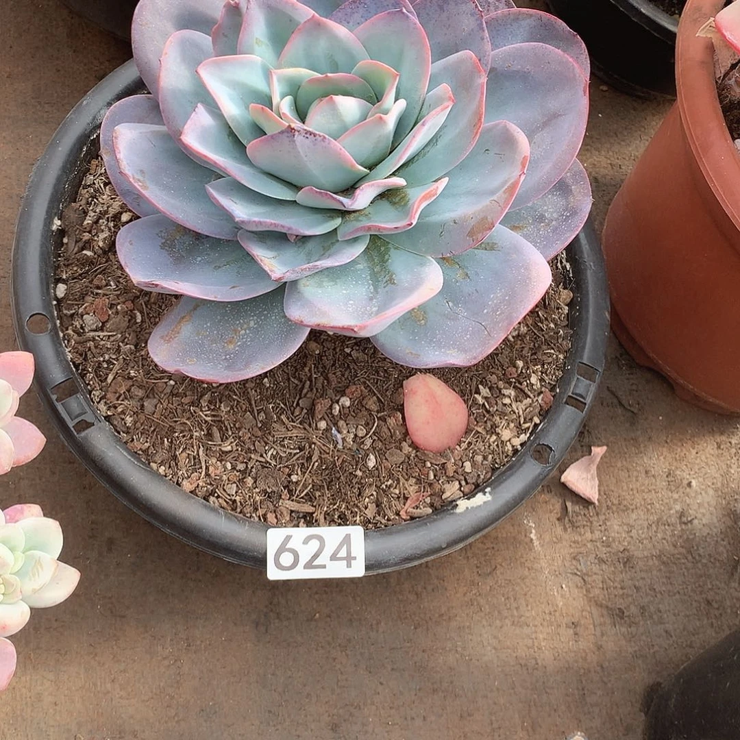 624布鲁蓝 一物一拍多肉