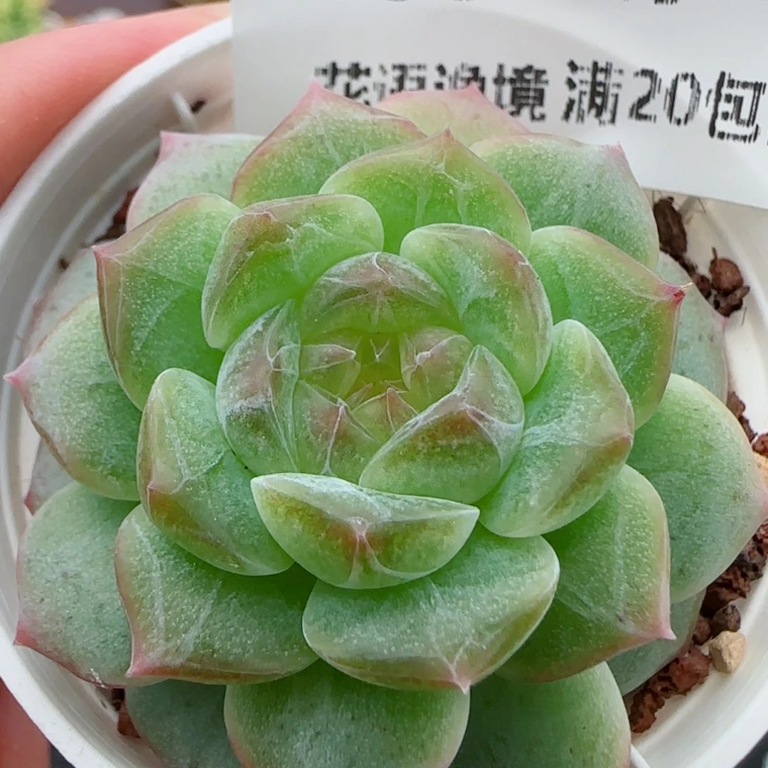花语逸镜0909-158糖心