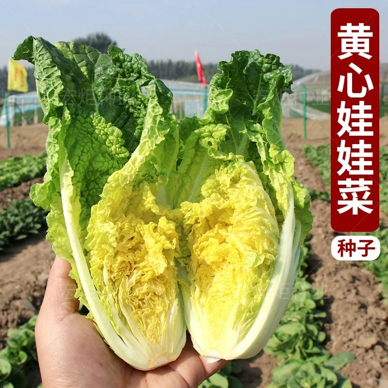 【蔬菜种子满5包送1】娃娃菜种子 白菜种子 阳台种菜 盆栽蔬菜 娃