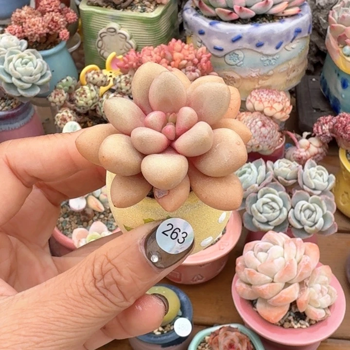 263 多肉含盆土 30元包邮 除偏远