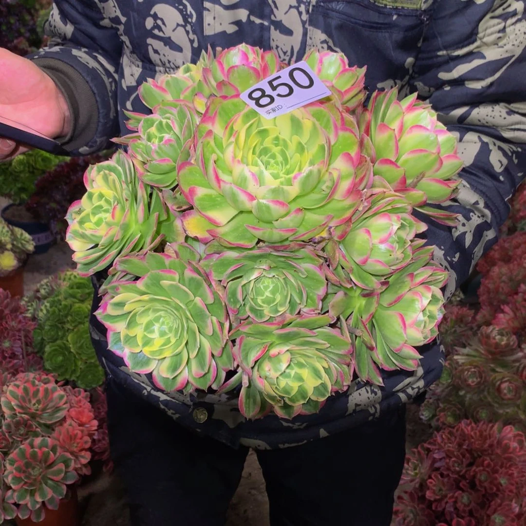 法师多肉植物850