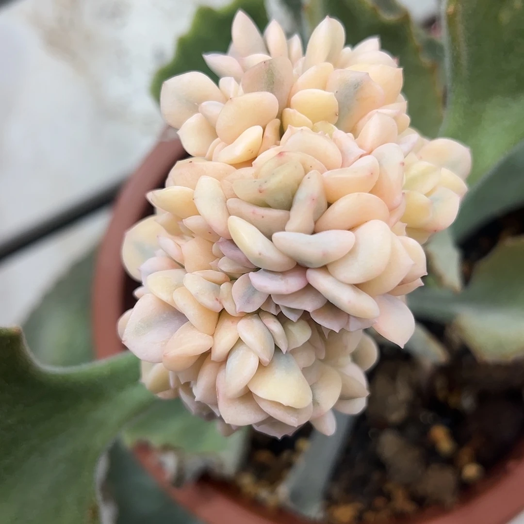 血精灵锦缀嫁接多肉