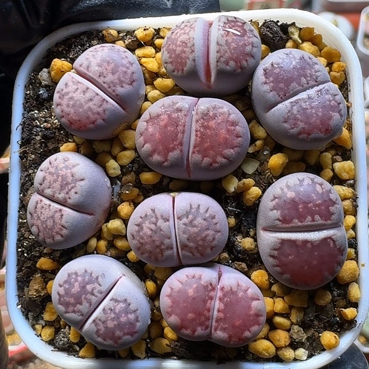 生石花1111111。   180