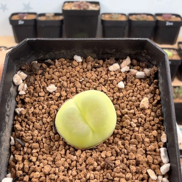 .19日系拉登 2.1厘米带盆发