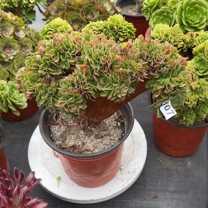 施***2多肉植物玫瑰缀807