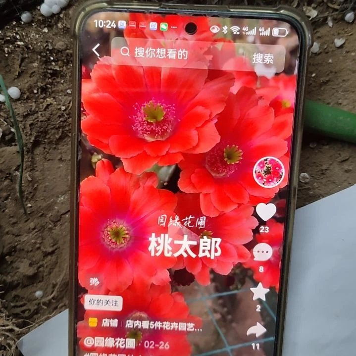 仙人球红花桃太郎侧芽两个
