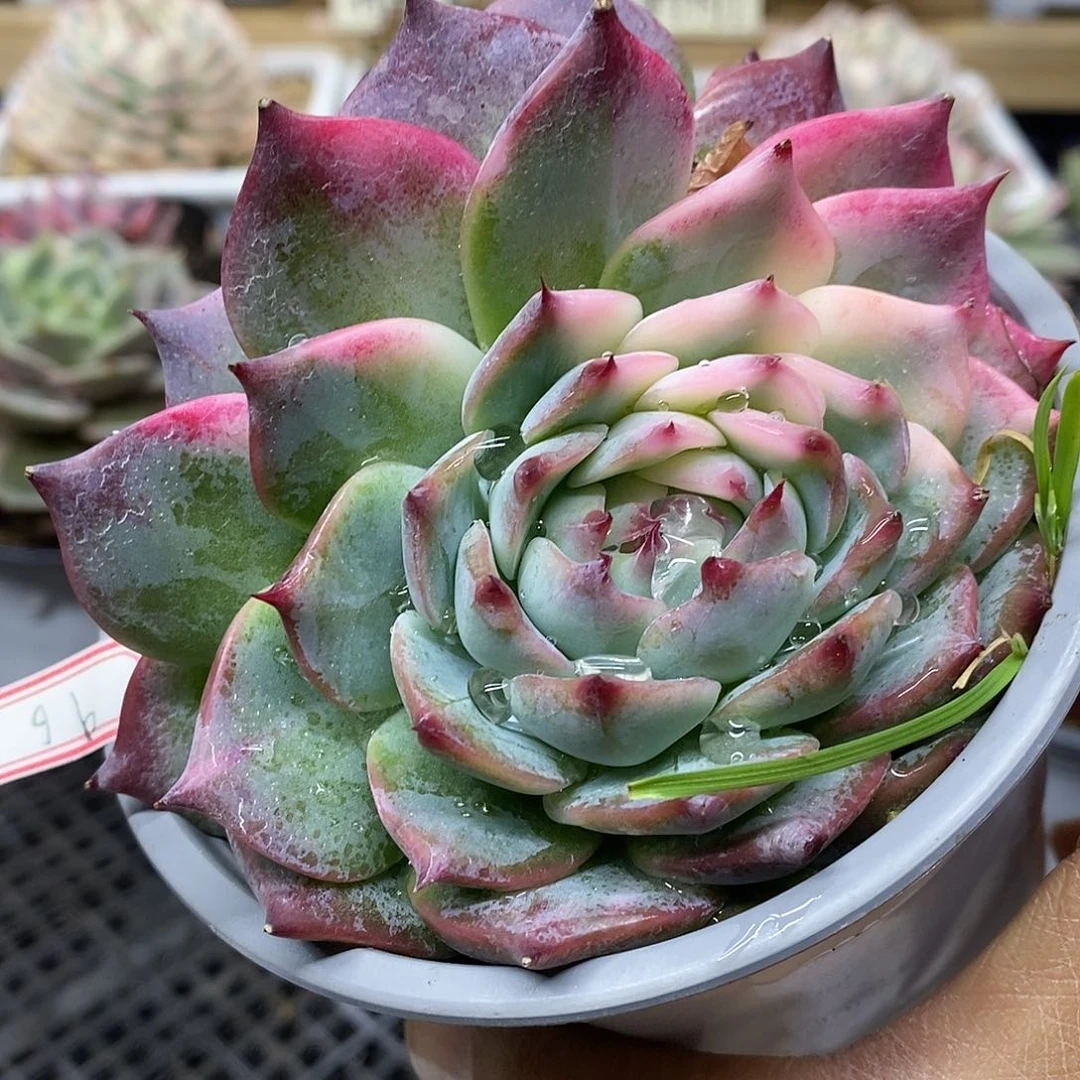 1696 福利吉娃娃锦 不售后