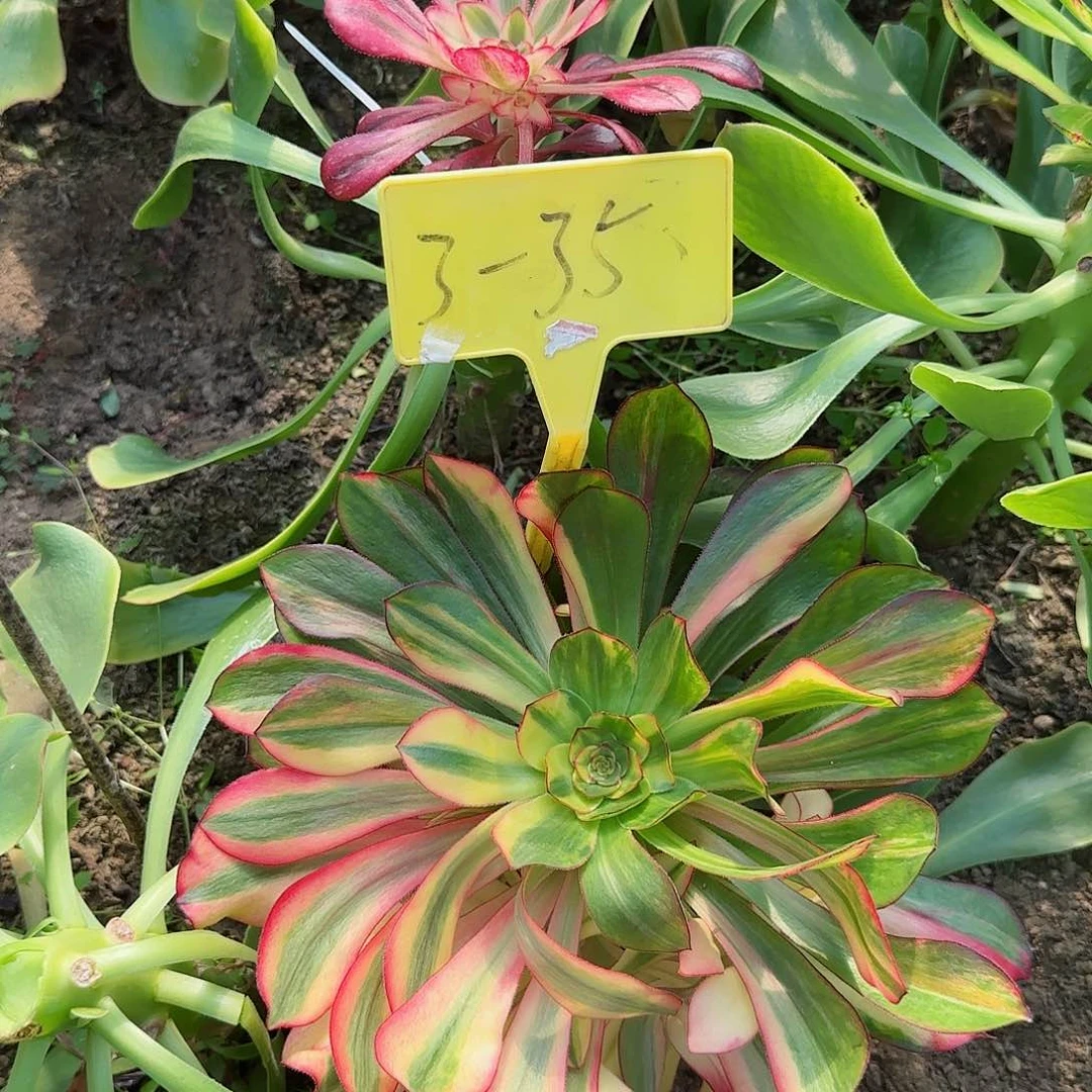 海*胖3-35-++多头多肉植物