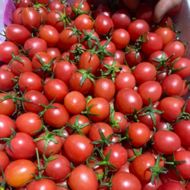 精品千禧圣女果4斤多