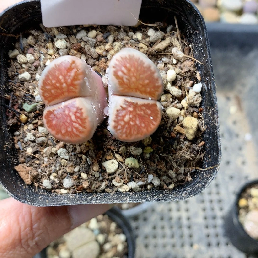 瓶**鱼H162多肉植物保护