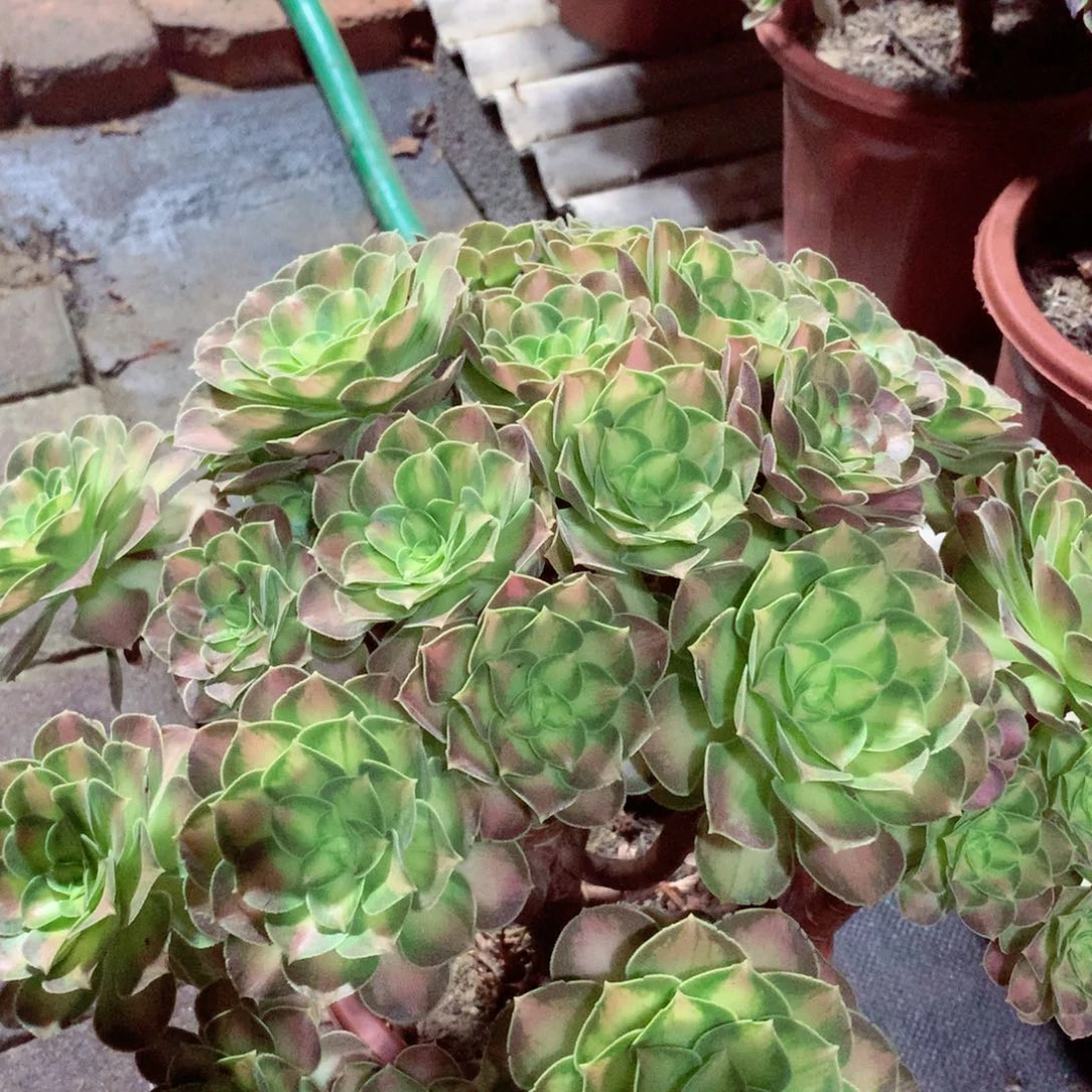 韶华老桩，多肉植物