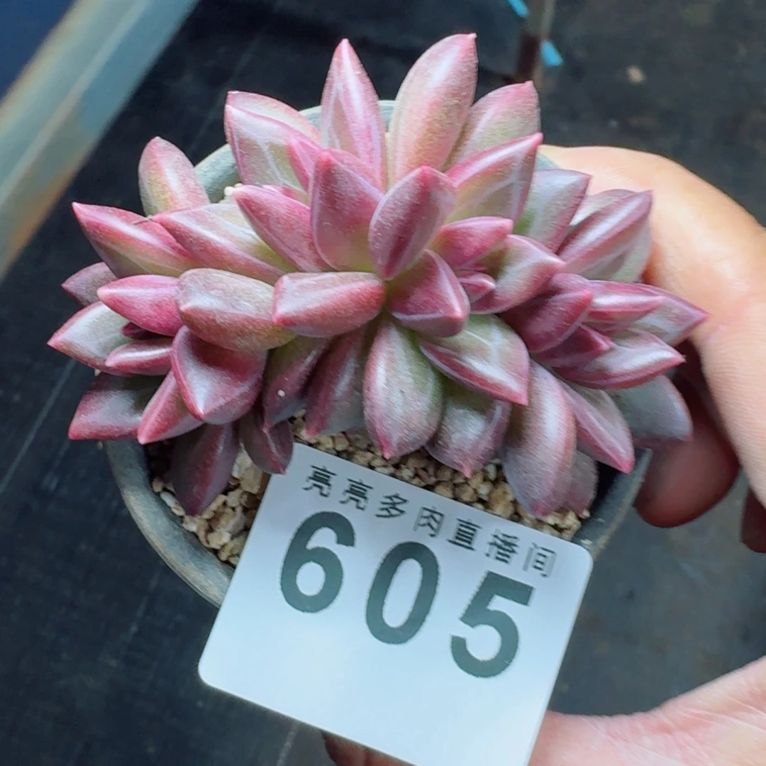 迷雾泡泡      愿你一路坦途，乘风破浪展宏图