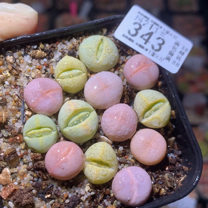 生石花多肉211.343