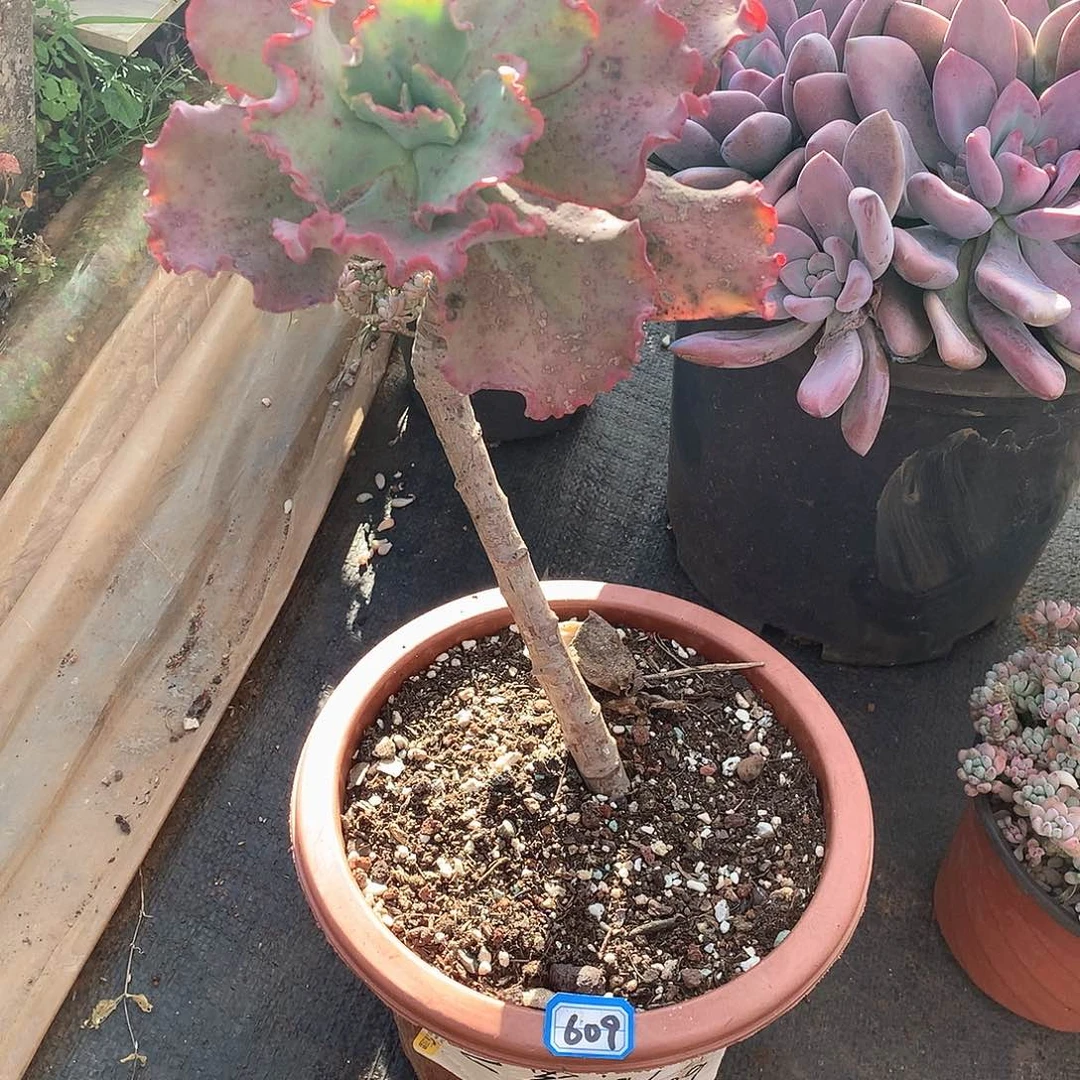 609女王 一物一拍多肉