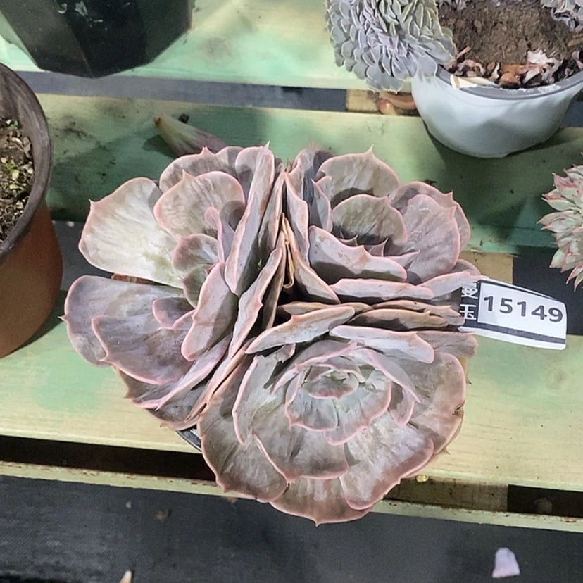 【闪购商品】漫威石化15149