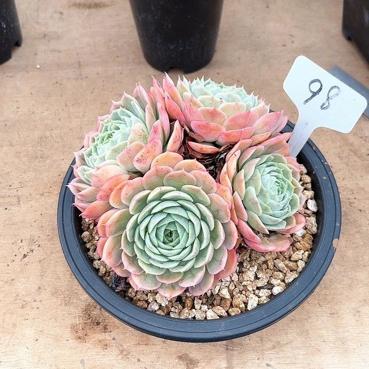 小***子多肉植物，昂斯若98号