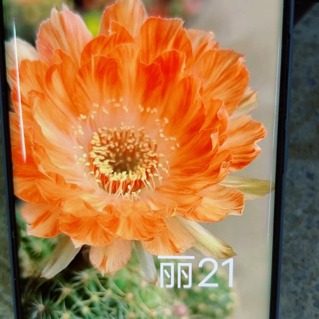 下69丽花柠檬香歪无根侧芽3公分左右20包邮