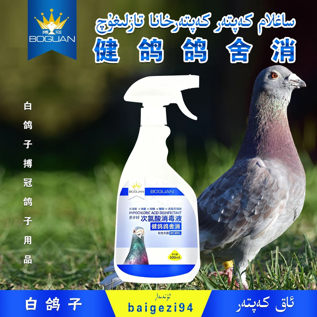 白鸽子搏冠健鸽鸽舍消 kap tar ha na taz li guq【新疆包邮】