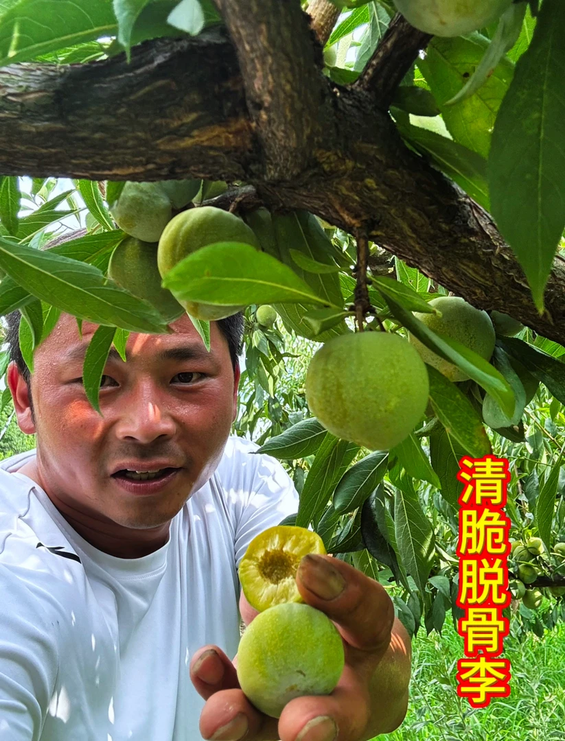 （京东直发）仪陇（青脆脱骨李）现摘发货．农村自然成熟