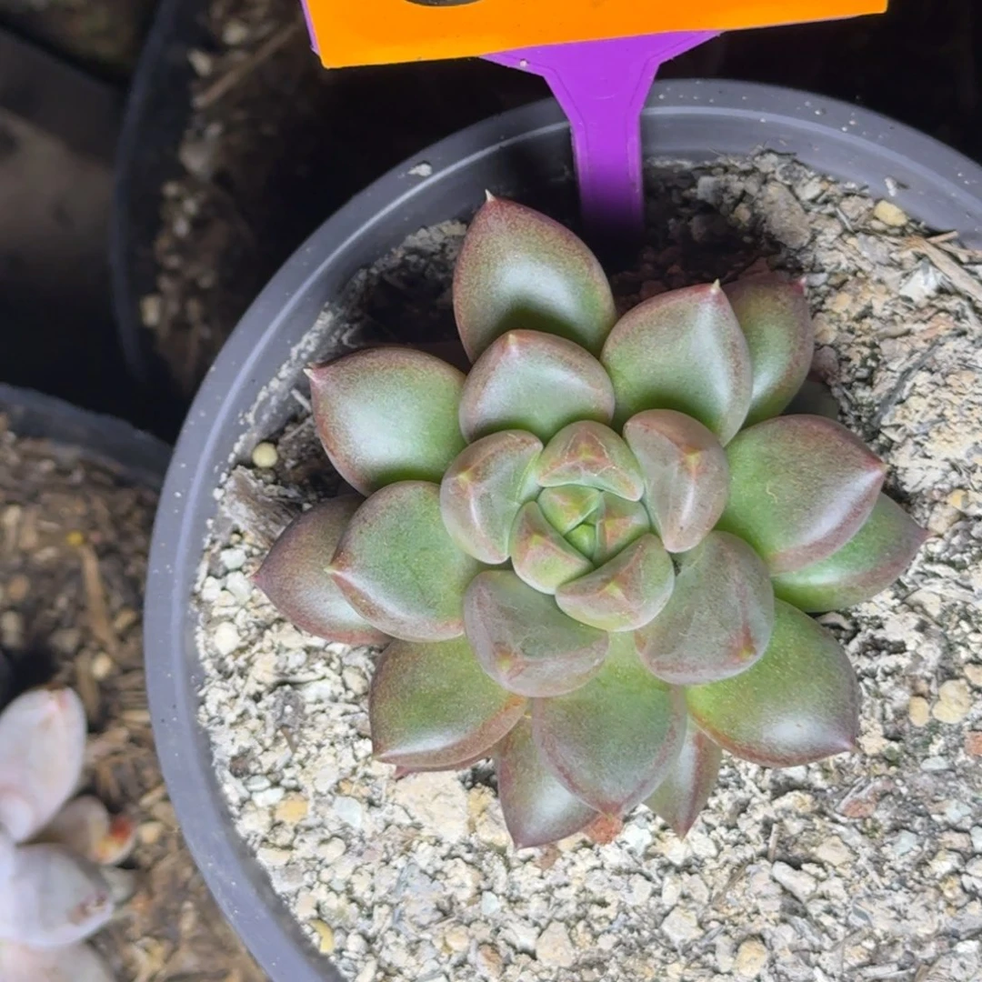 多肉植物红象牙344