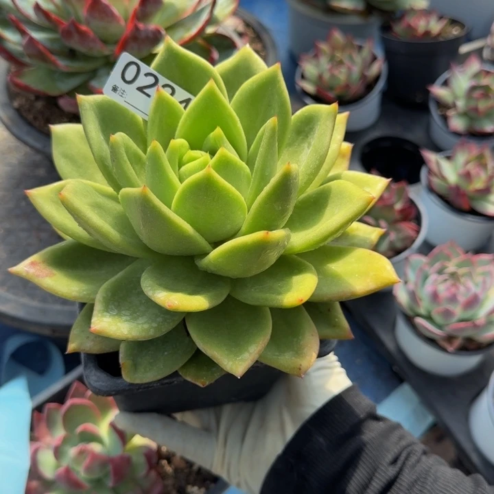 杨***扬翠花 0224........