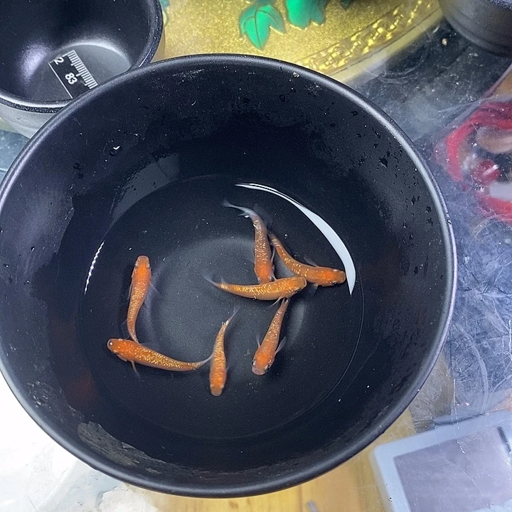 青鳉鱼红王华12号