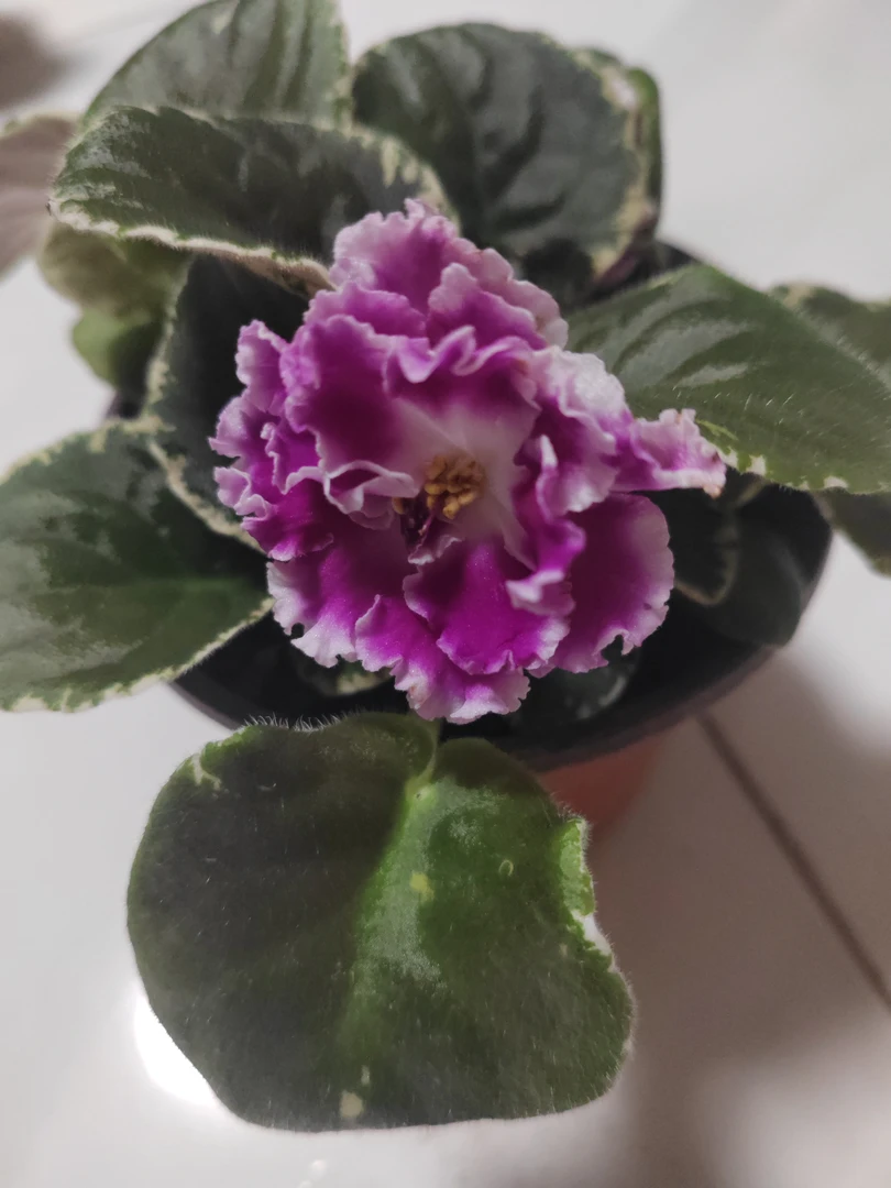 紫罗兰一盆盆包邮到家