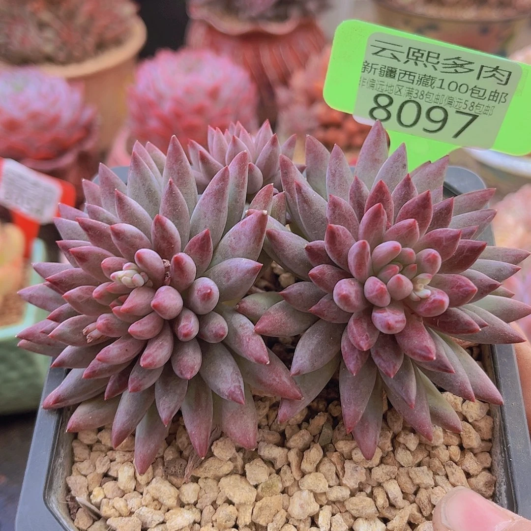 8097虞美人。