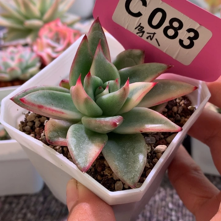 乌木拉丝锦有根有