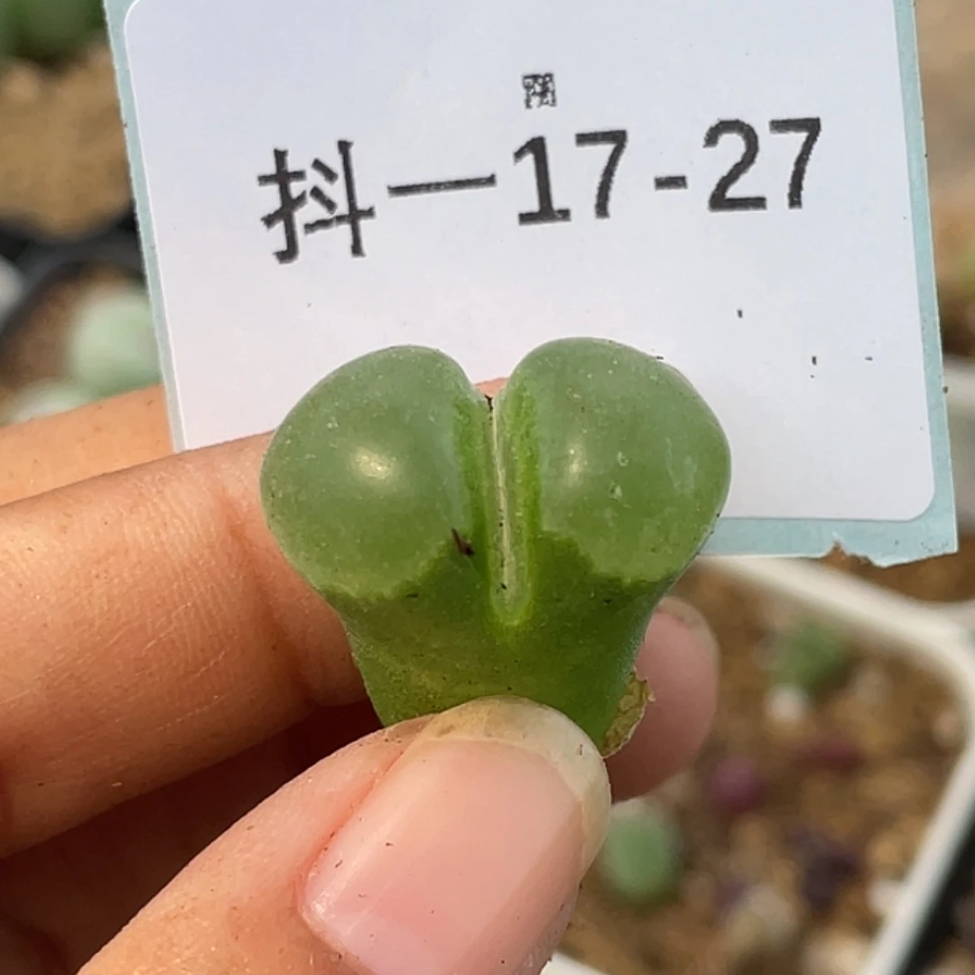 17-27极窗苗多肉植物