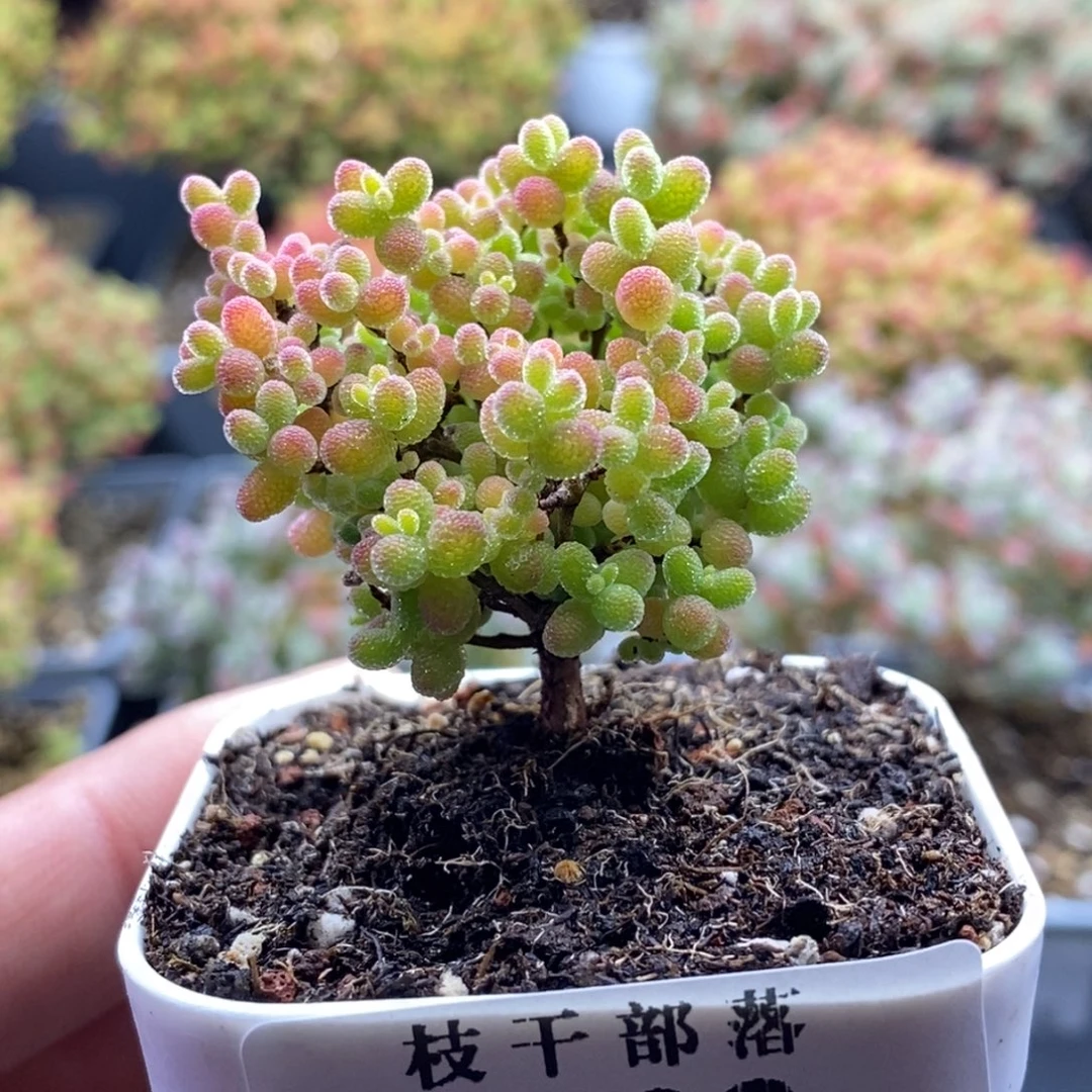 蜜橘糖球203。
