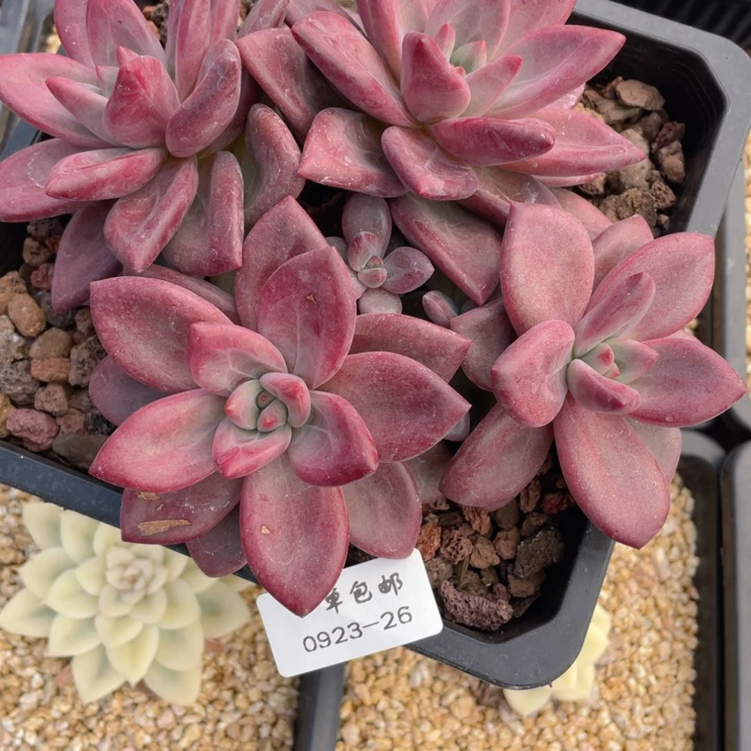 0923-26-赫菲。。。。。