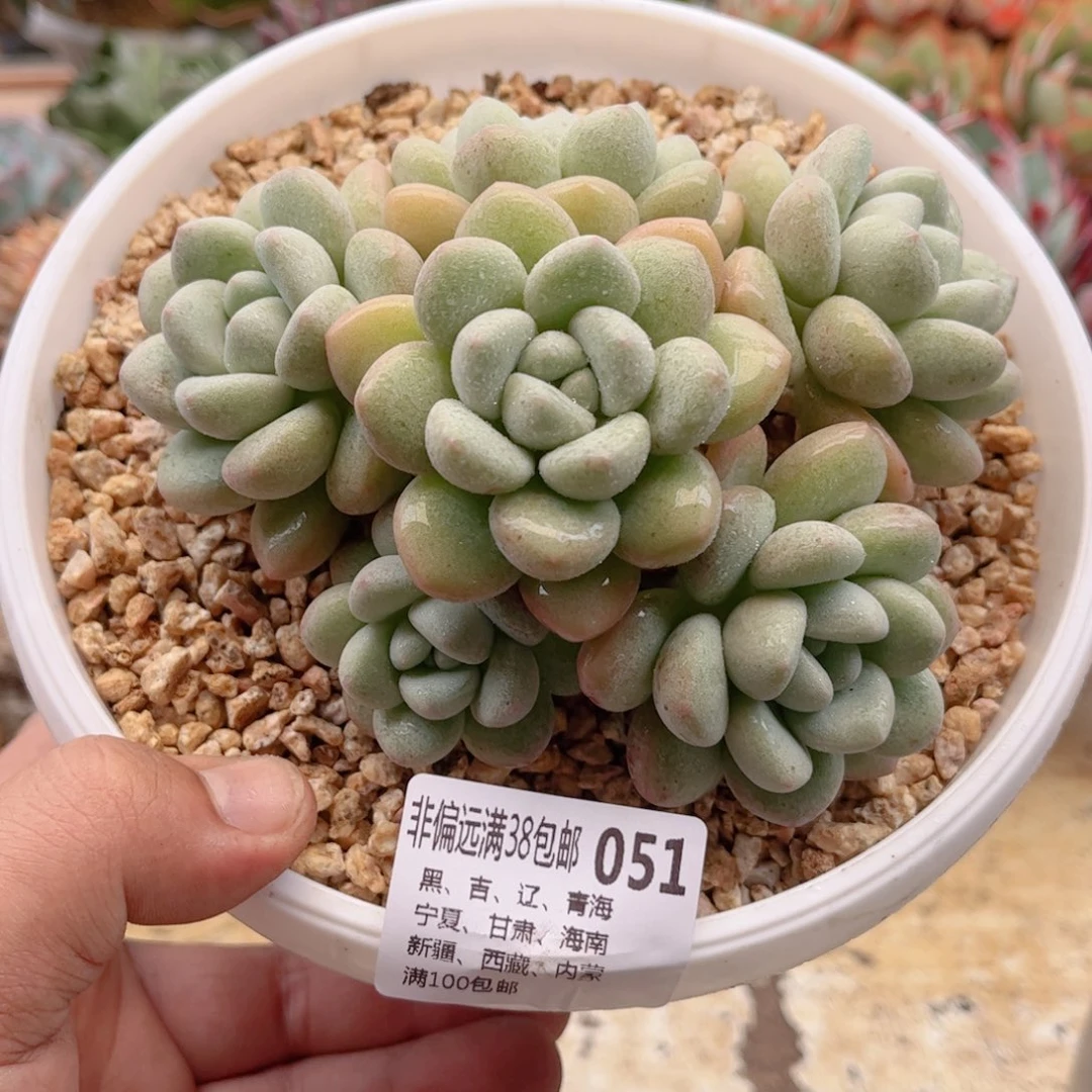 051泡泡糖德华多肉