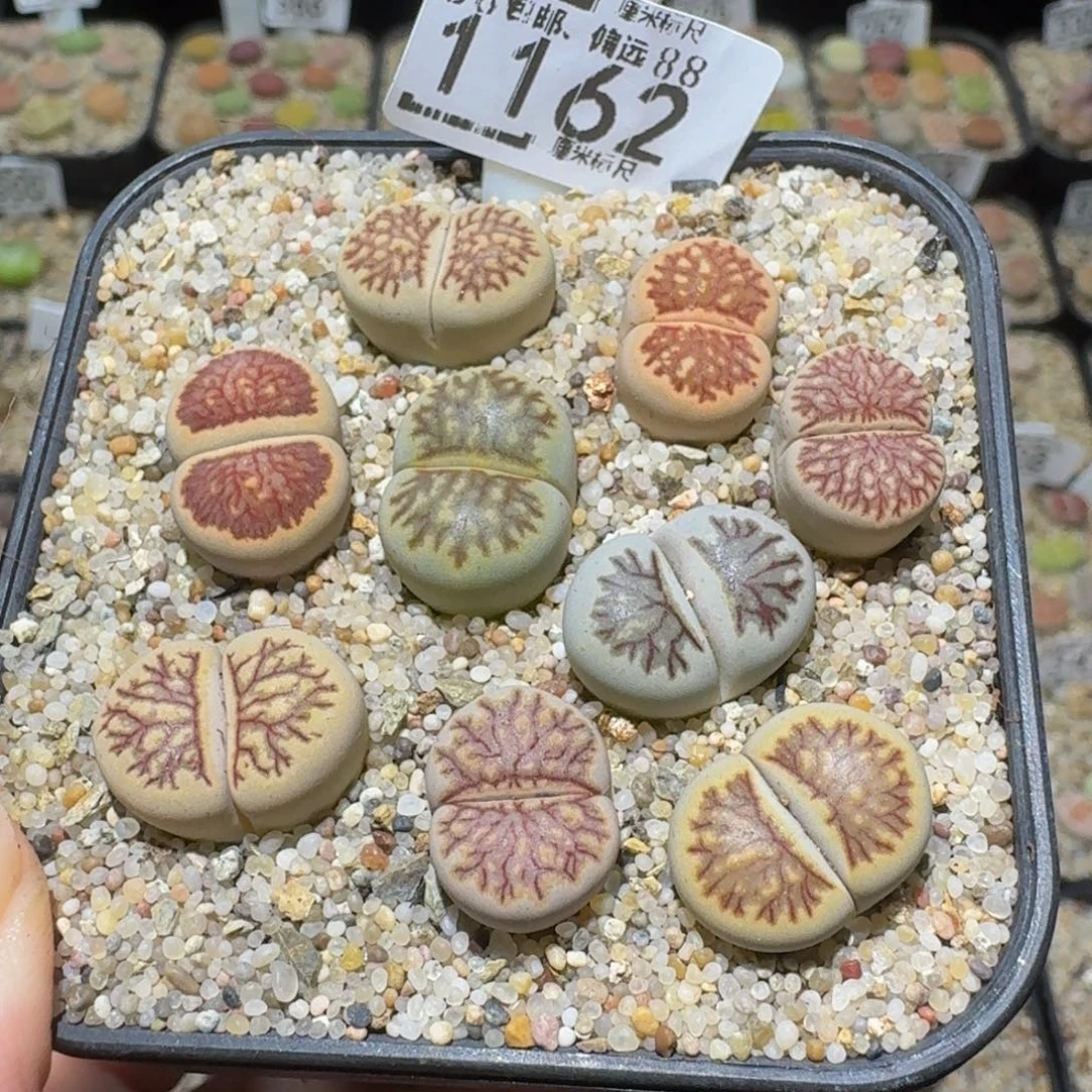 Ssss精品生石花1462