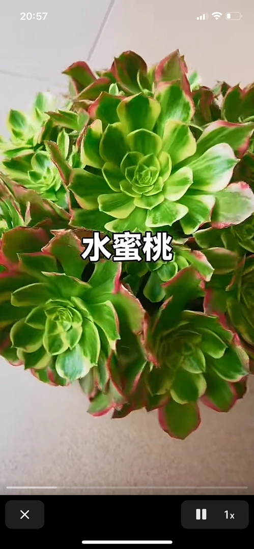 多肉植物水蜜桃法师锦