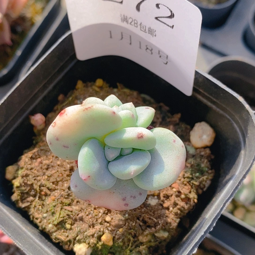 【闪购商品】云272