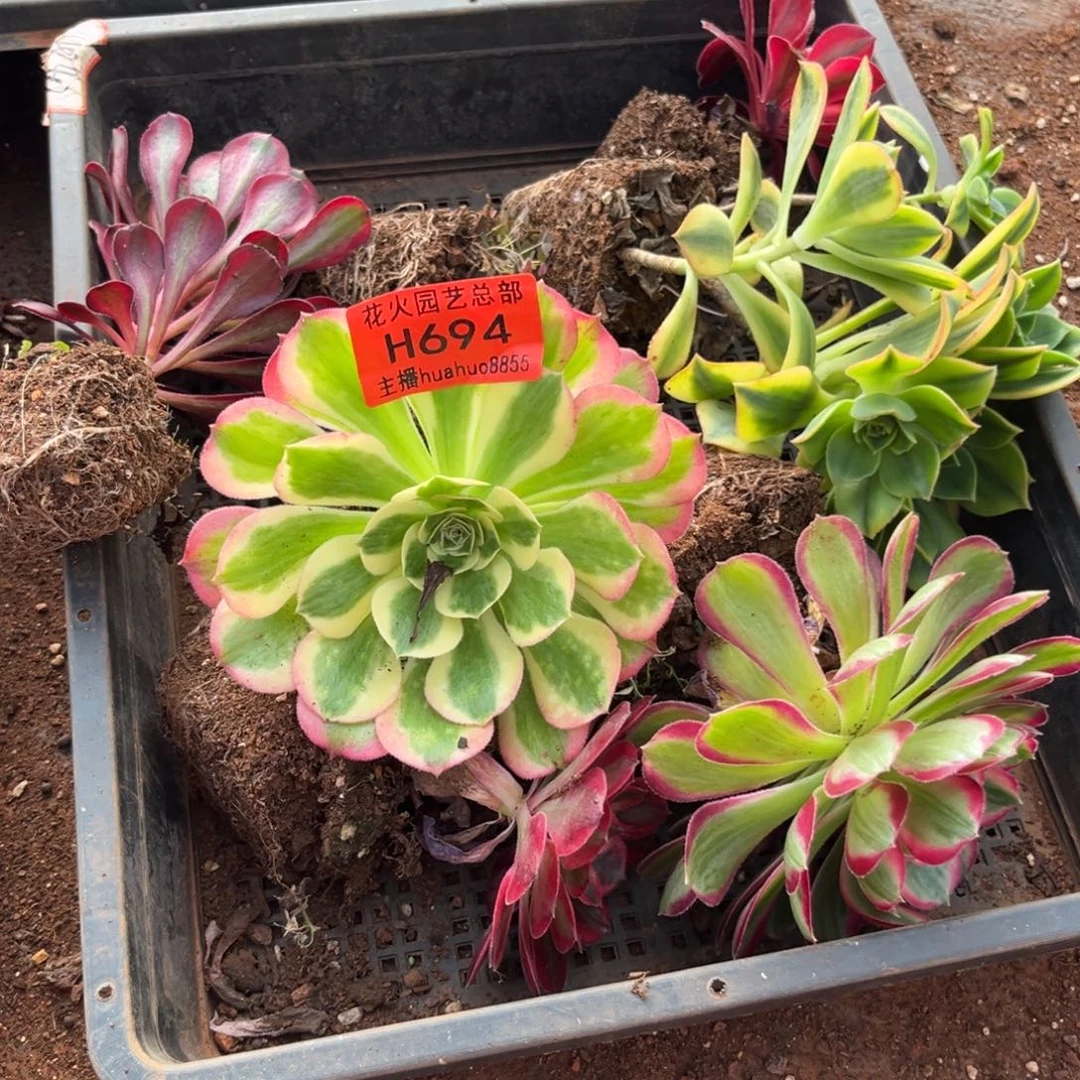 框拍694多肉植物法师