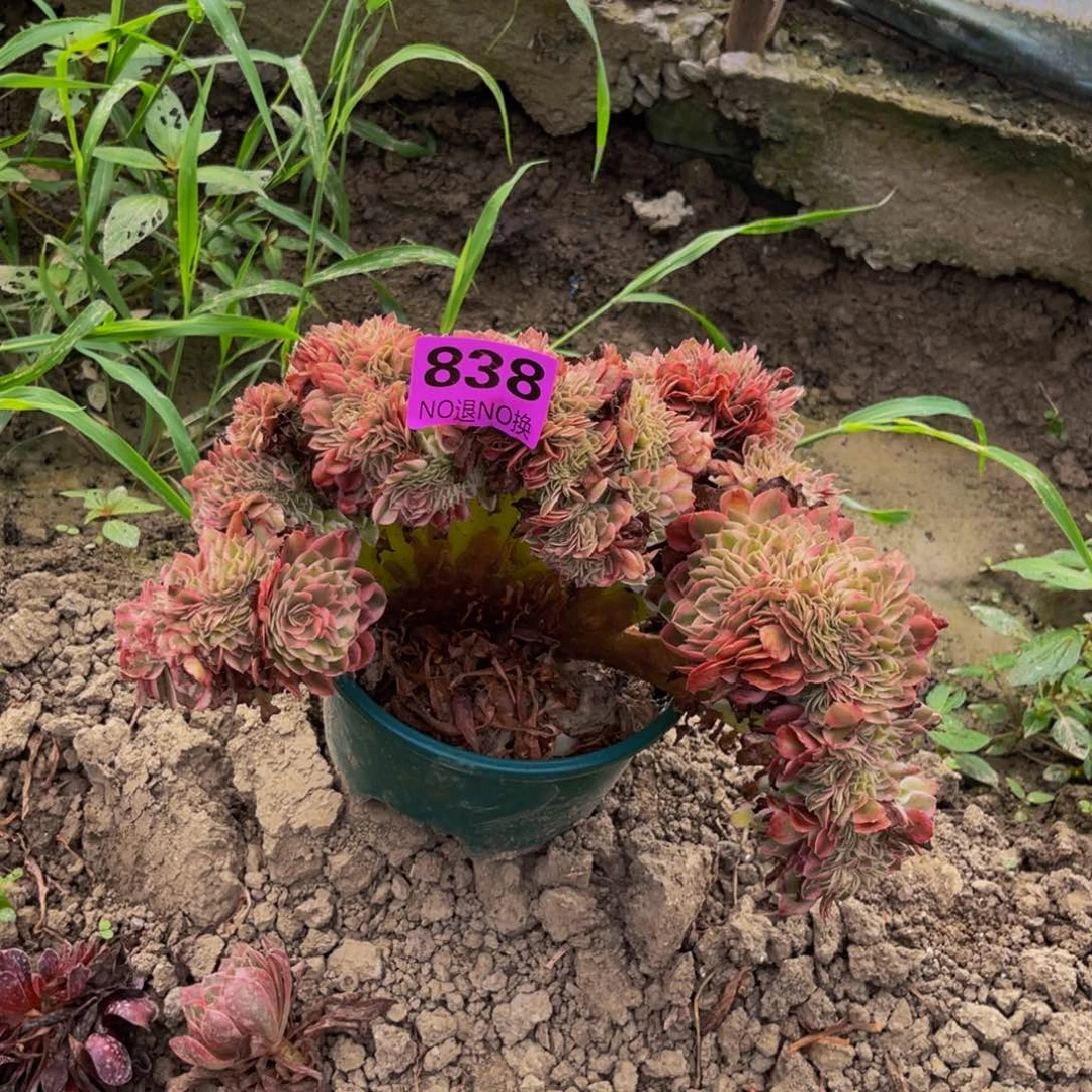 倾城法师缀化93。，