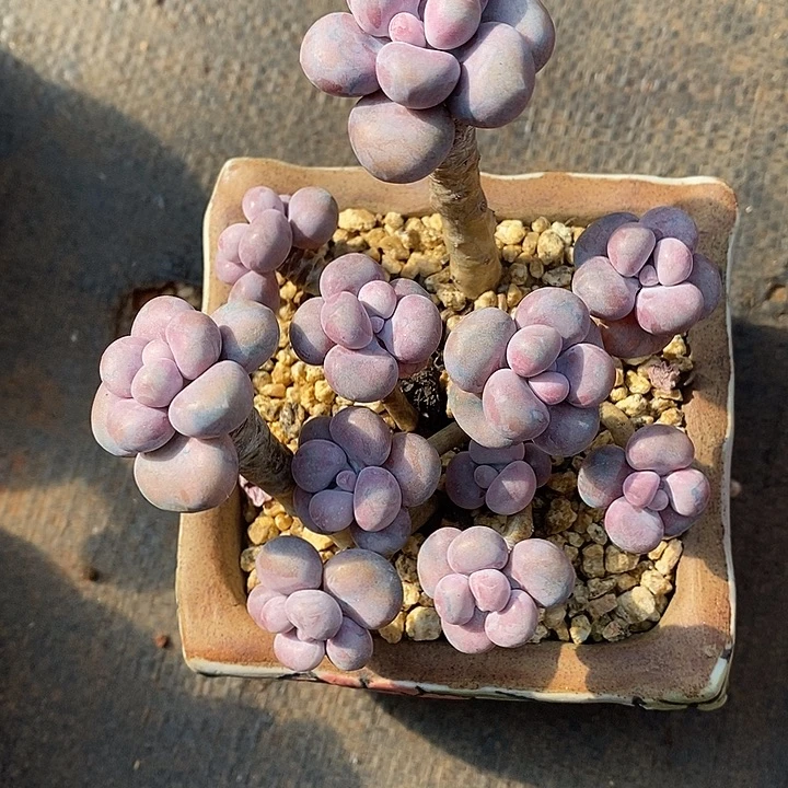 至***』看了两节课打了两节课