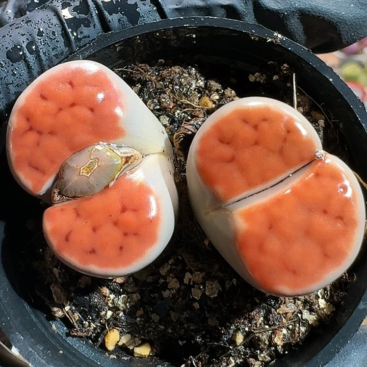 永***恋生石花1111111。   351