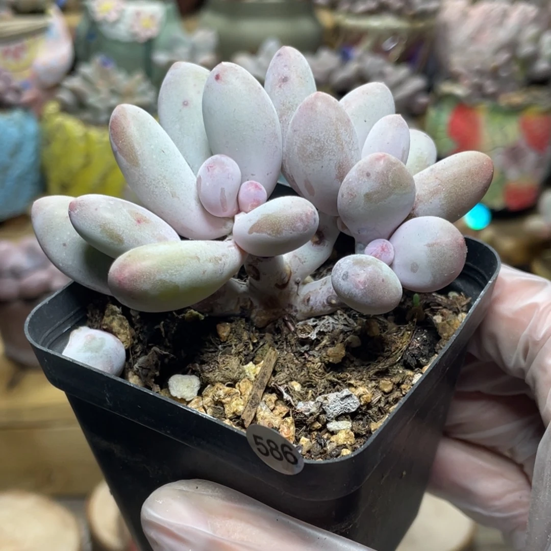 雪莲杂交奶酪多肉植物