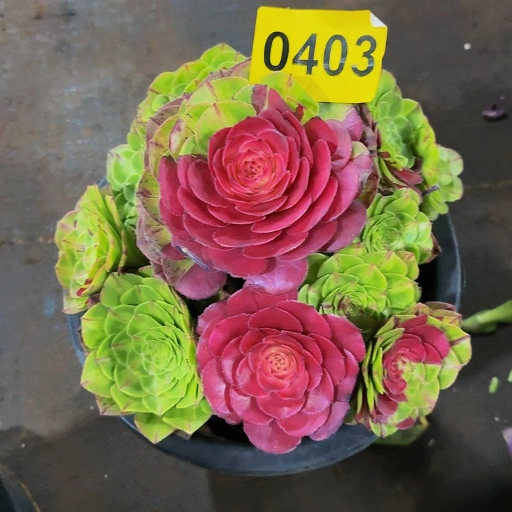 多肉植物福利来403